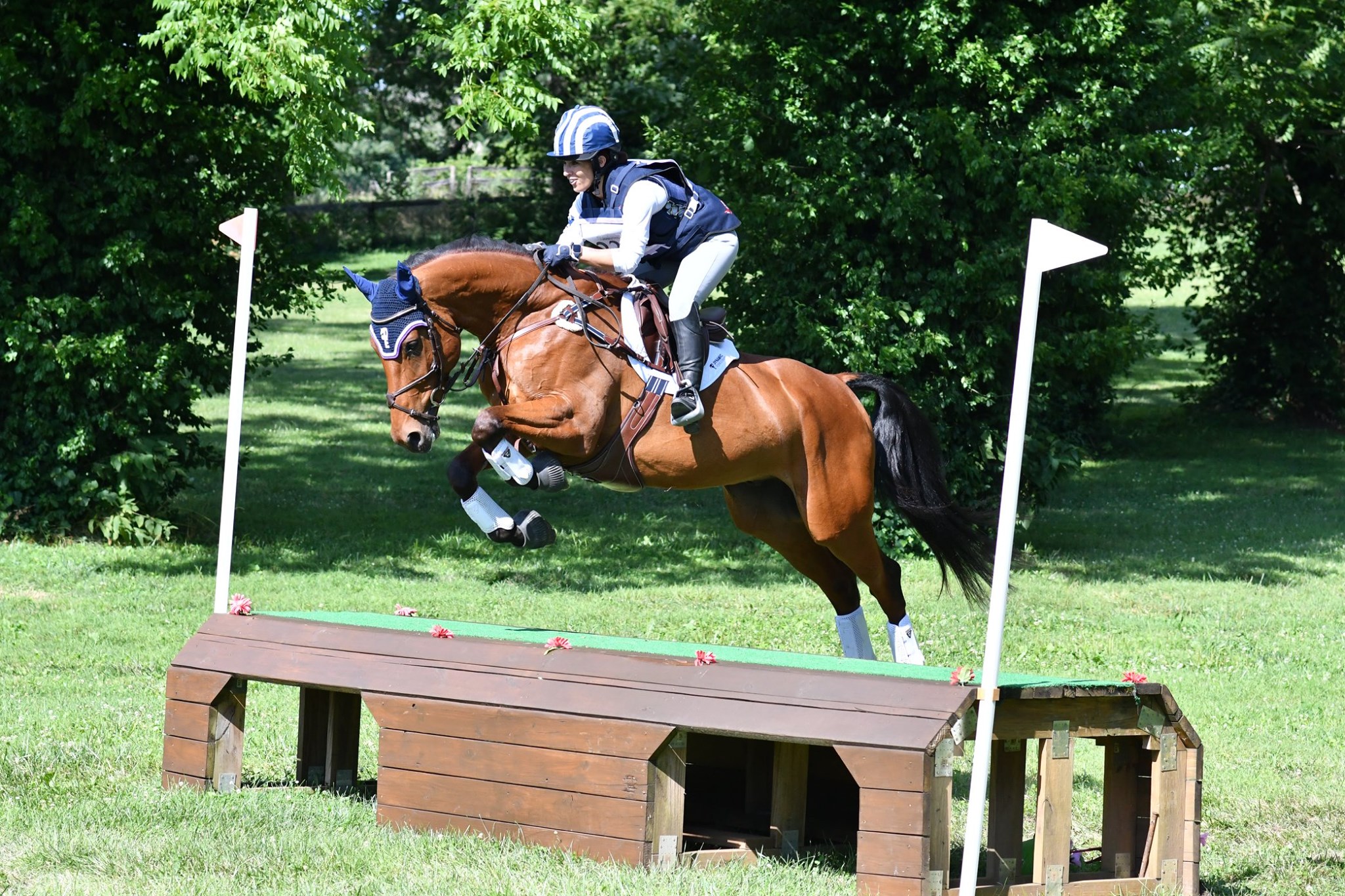 Irish Sport Horse